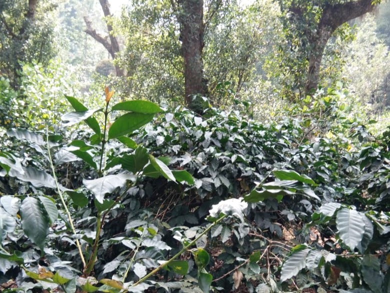 240 Acre Premium Arabica Coffee Estate for Sale in Chikmagalur
