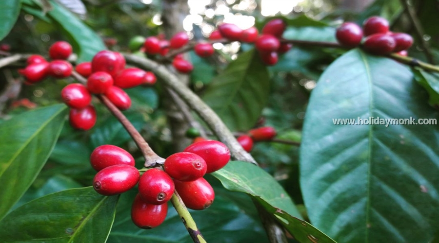 chikmagalur coffee plantation