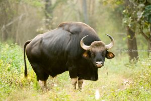 Bison Mudigere, Chikmagalur