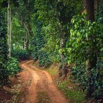 Experience the Coffee Culture in Chikmagalur