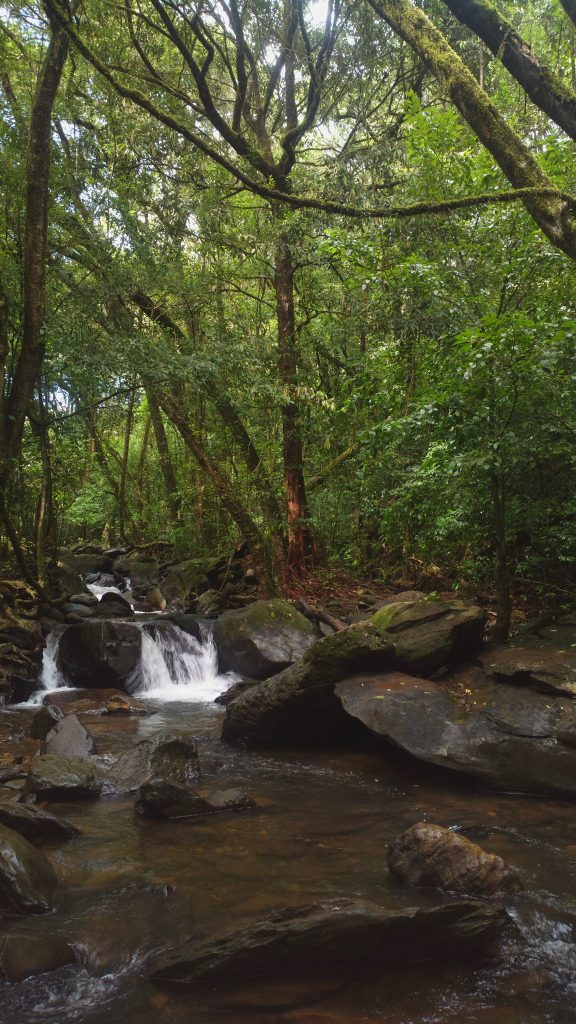 Netravati Peak Trek, Chikmagalur